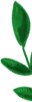 Footer Half Leaf
